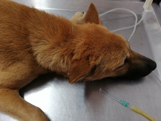 Surgical dog sterilization surgery in Asia