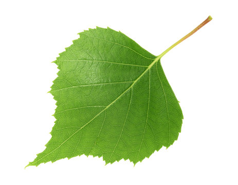 Birch leaf isolated white background