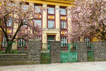 Fototapeta na wymiar Blooming sakura in Uzhgorod