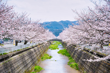 Cherry tree in full bloom