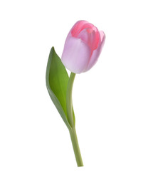 pink tulip flower isolated without shadow clipping path