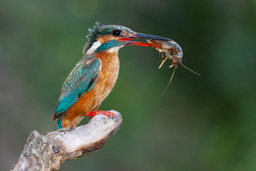 Common Kingfisher, Alcedo atthis, on his usual perch with a crab in his beak on a uniform green background
