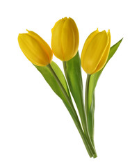 yellow tulip flowers isolated without shadow