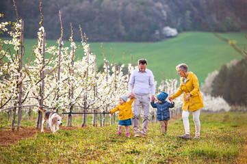 Senior grandparents with toddler grandchildren walking in orchard in spring.