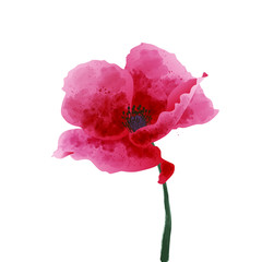 Red watercolor poppy flower isolated on a white background