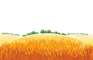 Vector rural summer landscape a field of ripe wheat on hills © mozart3737