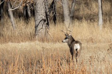 Mule Deer Buck in Colorado in Fall