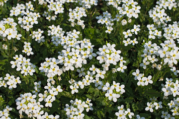 Obraz na płótnie Canvas Glade of small white flowers