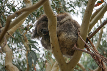 Wild koala on an eucalyptus, Kennett River, Great Ocean Road