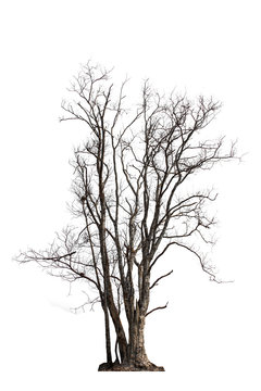 set of trees without leaves isolated on white background