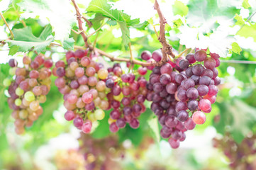 Bunches of ripe grapes (Rosada) of the vineyard in greenhouse farm