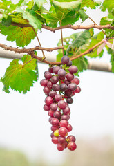 ฺBunch of ripe grapes (Rosada) of the vineyard in greenhouse farm