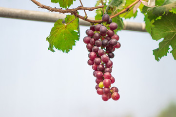 ฺBunch of ripe grapes (Rosada) of the vineyard in greenhouse farm