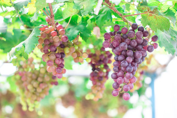 Bunches of ripe grapes (Rosada) of the vineyard in greenhouse farm