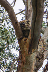 Wild koala on an eucalyptus, Kennett River, Great Ocean Road