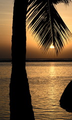 coucher de soleil et cocotiers, oc&eacute;an indien