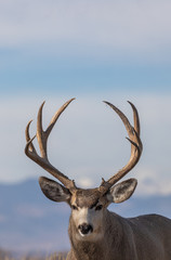 Mule Deer Buck in Colorado in Fall