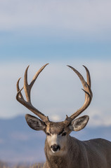 Mule Deer Buck in Colorado in Fall