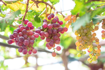 Bunches of ripe grapes (Rosada) of the vineyard in greenhouse farm