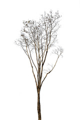 Fototapeta premium set of trees without leaves isolated on white background