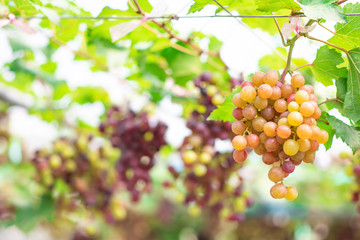 Bunches of ripe grapes (Rosada) of the vineyard in greenhouse farm