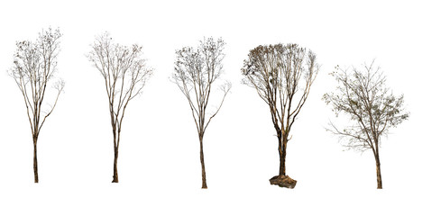 Obraz premium Dry tree or dead tree isolated collection on white background with clipping path
