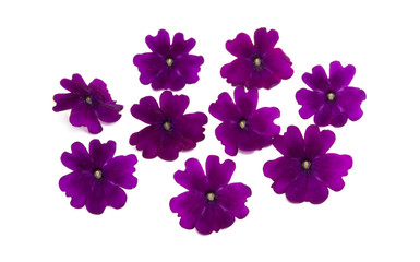 verbena flower isolated