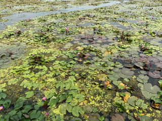 Lotus flower in the swamp in Thailand