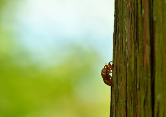 木に留まるセミの抜け殻