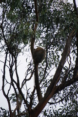 Wild koala on an eucalyptus, Kennett River, Great Ocean Road