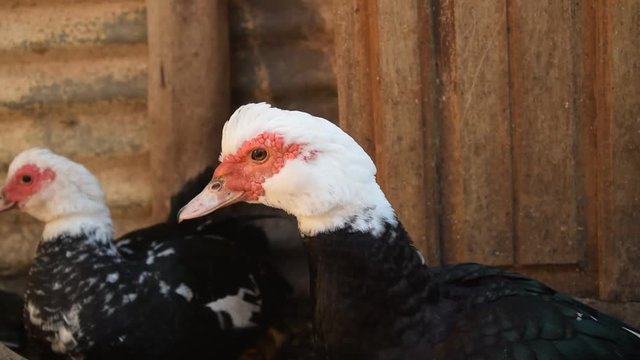 portrait of a domestic duck Close-up of Muscovy ducks with white heads and red fleshy caruncles near a wooden structure.