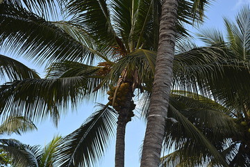 cocotier et noix de coco