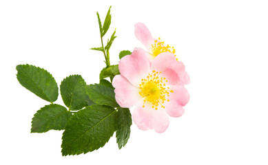 rosehip flower isolated