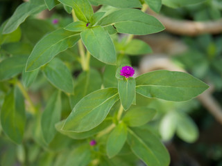 Purple flowers with a green leaves tree