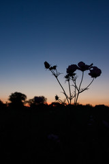 silhouette of a tree at sunset