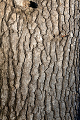 Tree Bark Textured Close Up