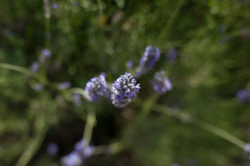 fiori di lavanda