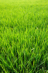 Close up green rice field background.