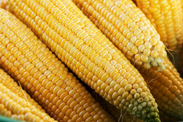Closeup texture group of corn