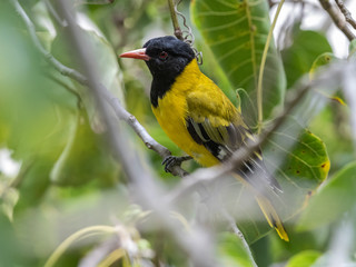 Eastern Black-headed oriole hiding in the bushes. Lake Baringo, Kenya.