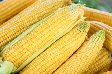 Closeup texture group of corn