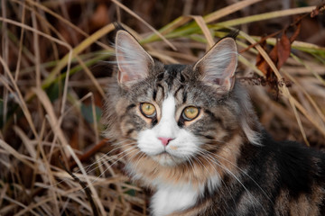 Katze Portrait frontal vor Gras