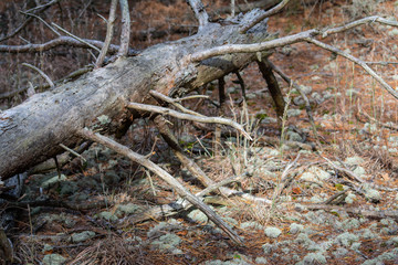 Fallen treen in pine forest with beautiful lighting and moss formations, needles