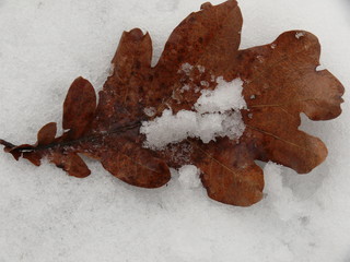 last year's oak leaf covered with snow
