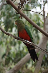 Australia King parrot at Kennet River