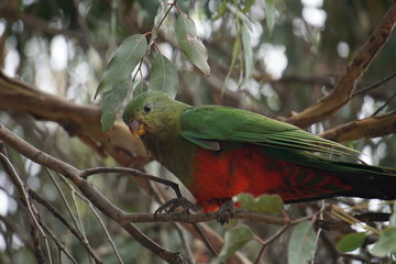 Australia King parrot at Kennet River