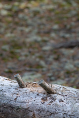 Fototapeta premium A section of smooth gray fallen log in sharp focus with soft focused dappled background in soft light