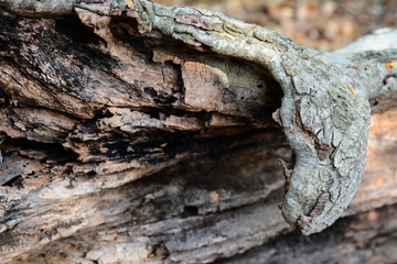 Close up of a section of old tree rotting with interesting bark formation, artistic