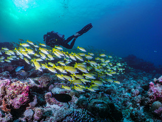 coral reef scuba diving