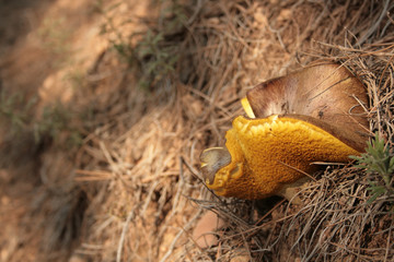 HONGO AMARILLO 2